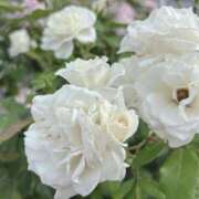 ヒメ日記 2025/06/18 07:59 投稿 花（はんな） エスペランサ新館