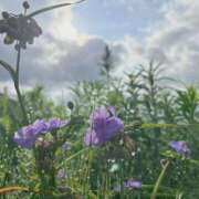 ヒメ日記 2025/06/25 08:09 投稿 花（はんな） エスペランサ新館