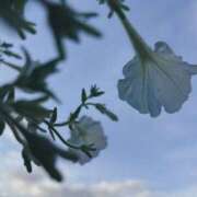 ヒメ日記 2025/06/26 18:49 投稿 花（はんな） エスペランサ新館