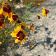 ヒメ日記 2025/07/08 09:31 投稿 花（はんな） エスペランサ新館