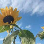 ヒメ日記 2025/07/16 07:59 投稿 花（はんな） エスペランサ新館