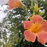 ヒメ日記 2025/07/18 13:09 投稿 花（はんな） エスペランサ新館