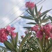 ヒメ日記 2025/08/05 07:09 投稿 花（はんな） エスペランサ新館