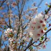 ヒメ日記 2025/05/19 21:34 投稿 イリス チューリップ福井本館