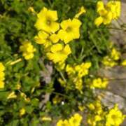 ヒメ日記 2025/03/28 12:33 投稿 あみ 吉祥寺ミセス・シンデレラ（シンデレラグループ）