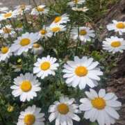 ヒメ日記 2025/04/03 21:27 投稿 あみ 吉祥寺ミセス・シンデレラ（シンデレラグループ）