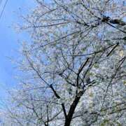 ヒメ日記 2025/04/14 13:22 投稿 あみ 吉祥寺ミセス・シンデレラ（シンデレラグループ）