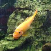 ヒメ日記 2026/02/04 20:29 投稿 あみ 吉祥寺ミセス・シンデレラ（シンデレラグループ）