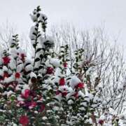 ヒメ日記 2026/02/13 20:35 投稿 あみ 吉祥寺ミセス・シンデレラ（シンデレラグループ）