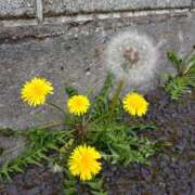 ヒメ日記 2026/04/15 15:10 投稿 あみ 吉祥寺ミセス・シンデレラ（シンデレラグループ）