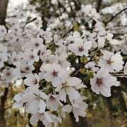 ヒメ日記 2026/04/18 18:36 投稿 あみ 吉祥寺ミセス・シンデレラ（シンデレラグループ）