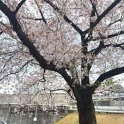 ヒメ日記 2025/04/10 13:46 投稿 きらり ハピネス東京 吉原店