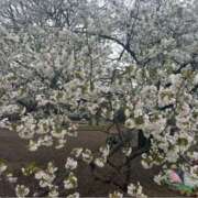 ヒメ日記 2025/04/09 02:45 投稿 れみ 横浜人妻セレブリティ（ユメオト）