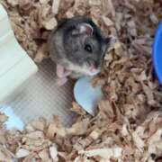 ヒメ日記 2025/09/18 19:27 投稿 瞳【ひとみ】 丸妻 西船橋店