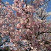 ヒメ日記 2025/04/12 13:16 投稿 なるみ 京都の痴女鉄道