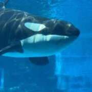 なるみ 水族館行きたい 京都の痴女鉄道