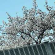 ヒメ日記 2025/04/07 23:11 投稿 あき 三重四日市ちゃんこ