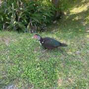 ヒメ日記 2025/07/09 21:44 投稿 みみ 沖縄ちゃんこ那覇店