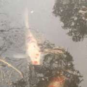 ヒメ日記 2025/04/02 07:12 投稿 月村綾 五十路マダムエクスプレス豊橋店（カサブランカグループ）