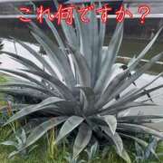 ヒメ日記 2025/06/24 09:46 投稿 月村綾 五十路マダムエクスプレス豊橋店（カサブランカグループ）