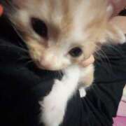 ヒメ日記 2025/07/31 02:16 投稿 こはく One More 奥様　西船橋店