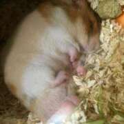 ヒメ日記 2026/03/20 03:19 投稿 あんり CELEB FACE FUKUOKA