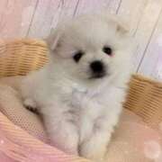 ヒメ日記 2026/04/16 22:09 投稿 あんり CELEB FACE FUKUOKA