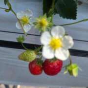 ヒメ日記 2026/03/05 17:59 投稿 りん CELEB FACE FUKUOKA