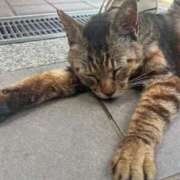 ヒメ日記 2025/07/03 20:29 投稿 りつ CELEB FACE FUKUOKA