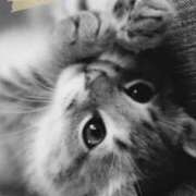 あん 出勤🌹 CELEB FACE FUKUOKA