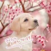 ヒメ日記 2026/04/12 16:21 投稿 あん CELEB FACE FUKUOKA