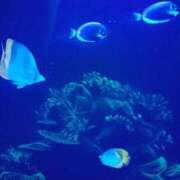 ヒメ日記 2026/01/25 10:09 投稿 しほ CELEB FACE FUKUOKA