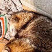 ヒメ日記 2025/04/11 18:09 投稿 りこ CELEB FACE FUKUOKA