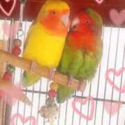 ヒメ日記 2025/04/22 06:59 投稿 りこ CELEB FACE FUKUOKA