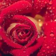 ヒメ日記 2025/11/16 18:29 投稿 さつき CELEB FACE FUKUOKA