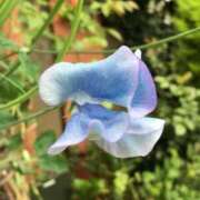 ヒメ日記 2025/08/04 02:09 投稿 なるみ CELEB FACE FUKUOKA