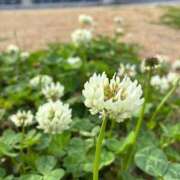 ヒメ日記 2026/03/09 05:49 投稿 なるみ CELEB FACE FUKUOKA