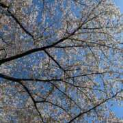 ヒメ日記 2026/04/08 21:30 投稿 なるみ CELEB FACE FUKUOKA