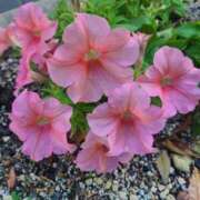 あやせ 木曜日て1番きついですよね CELEB FACE FUKUOKA