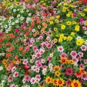 ヒメ日記 2025/11/13 19:29 投稿 あやせ CELEB FACE FUKUOKA