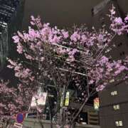 ヒメ日記 2026/03/28 12:19 投稿 芽衣/めい 五反田アネージュ（ユメオト）