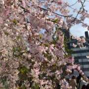 ヒメ日記 2025/04/05 20:19 投稿 くれあ 池袋人妻城