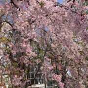 ヒメ日記 2025/04/16 14:04 投稿 くれあ 池袋人妻城