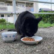 ヒメ日記 2025/04/28 15:48 投稿 くれあ 池袋人妻城
