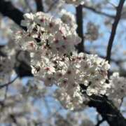 ヒメ日記 2025/04/05 20:26 投稿 えりな 東京妻next (京都グループ)