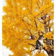 ヒメ日記 2025/11/09 14:40 投稿 ハナ バニーコレクション秋田店