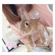 ヒメ日記 2026/10/03 17:53 投稿 ハナ バニーコレクション秋田店