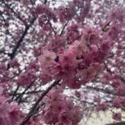 ヒメ日記 2025/04/05 10:56 投稿 あいな One More 奥様　西船橋店