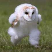 ヒメ日記 2025/03/31 17:18 投稿 うる ルーフ福井