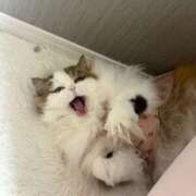 ヒメ日記 2025/09/06 12:34 投稿 まなつ 東京巨乳デリヘル おっぱいマート